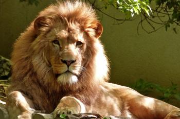 Koninklijke Burgers’ Zoo: “Data helpt ons de juiste keuzes te maken”  