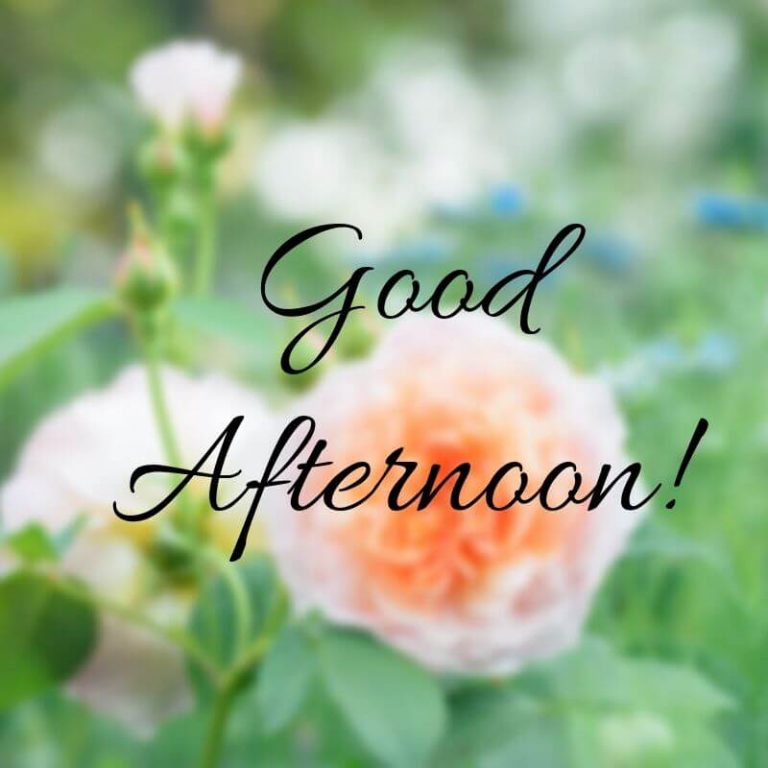 40 Best Good Afternoon Greetings Images - Exact Creative Views