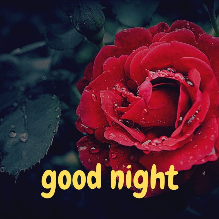 Best Rose Flower Good Night Images [2020] - Exact Creative Views